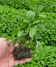 台灣中藥經貿文化協會 連結